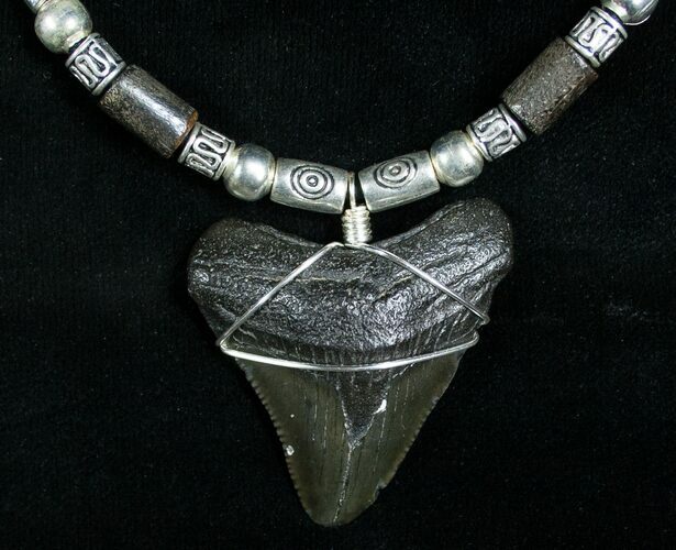 Megalodon Tooth Necklace - Serrated #6364